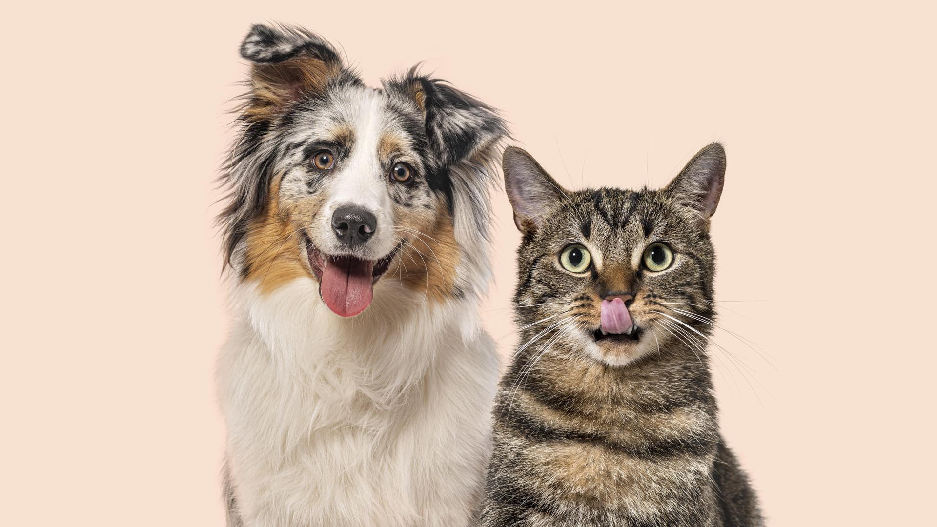 Australischer Schäferhund und Tabbykatze sitzen Seite an Seite mit fröhlichen und verspielten Gesichtsausdrücken. Australischer Schäferhund und Tabbykatze sitzen Seite an Seite mit fröhlichen und verspielten Gesichtsausdrücken.