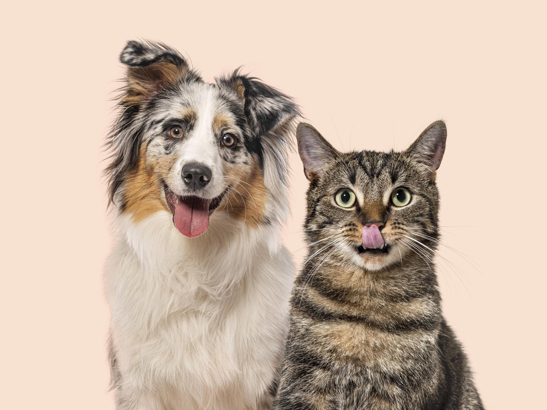 Australischer Schäferhund und Tabbykatze sitzen Seite an Seite mit fröhlichen und verspielten Gesichtsausdrücken. Australischer Schäferhund und Tabbykatze sitzen Seite an Seite mit fröhlichen und verspielten Gesichtsausdrücken.