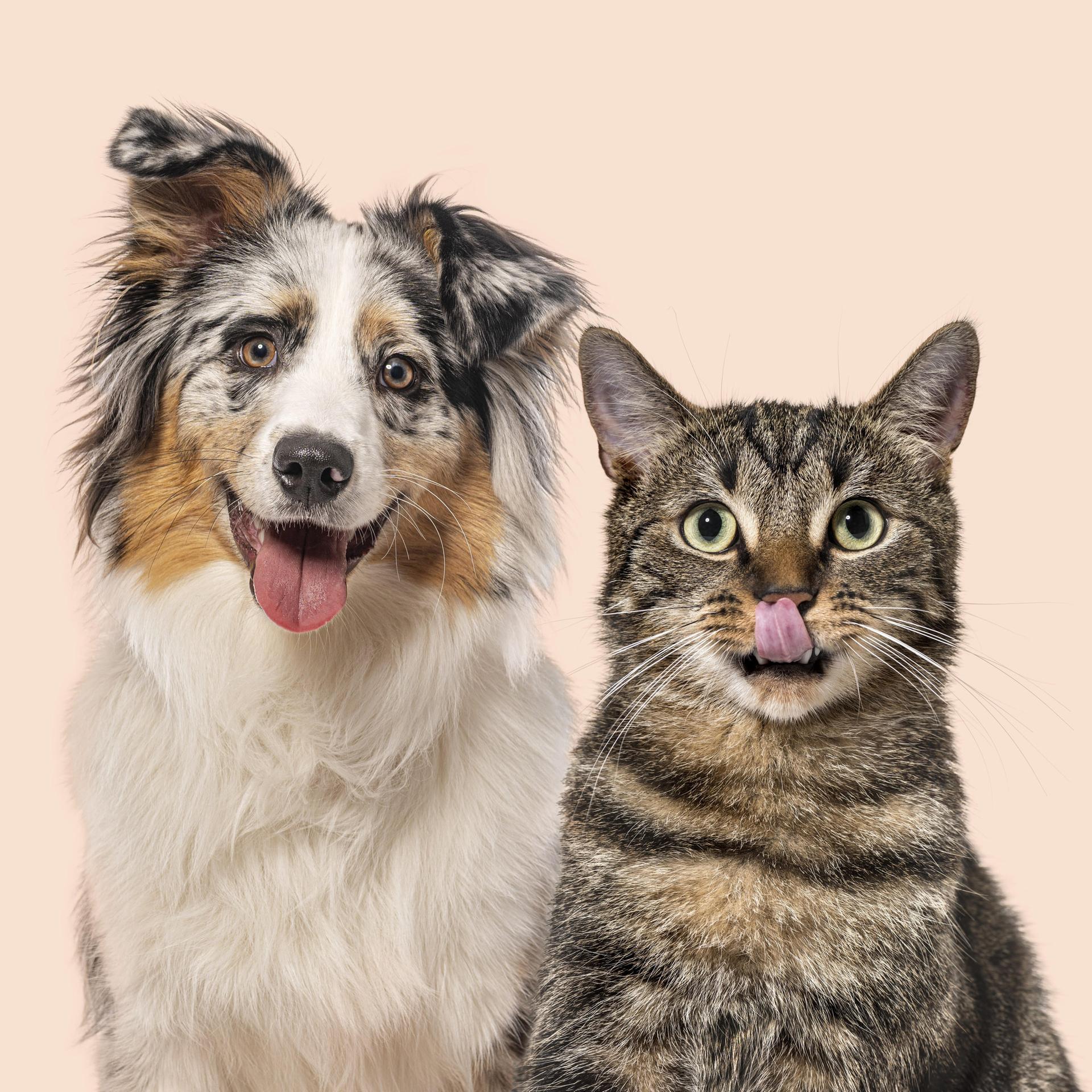 Kommentar - Über die wirre Tierliebe der Deutschen episode artwork