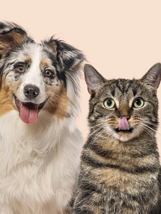 Australischer Schäferhund und Tabbykatze sitzen Seite an Seite mit fröhlichen und verspielten Gesichtsausdrücken. Australischer Schäferhund und Tabbykatze sitzen Seite an Seite mit fröhlichen und verspielten Gesichtsausdrücken.