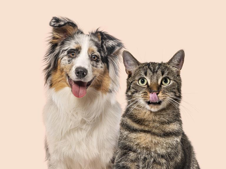 Australischer Schäferhund und Tabbykatze sitzen Seite an Seite mit fröhlichen und verspielten Gesichtsausdrücken. Australischer Schäferhund und Tabbykatze sitzen Seite an Seite mit fröhlichen und verspielten Gesichtsausdrücken.