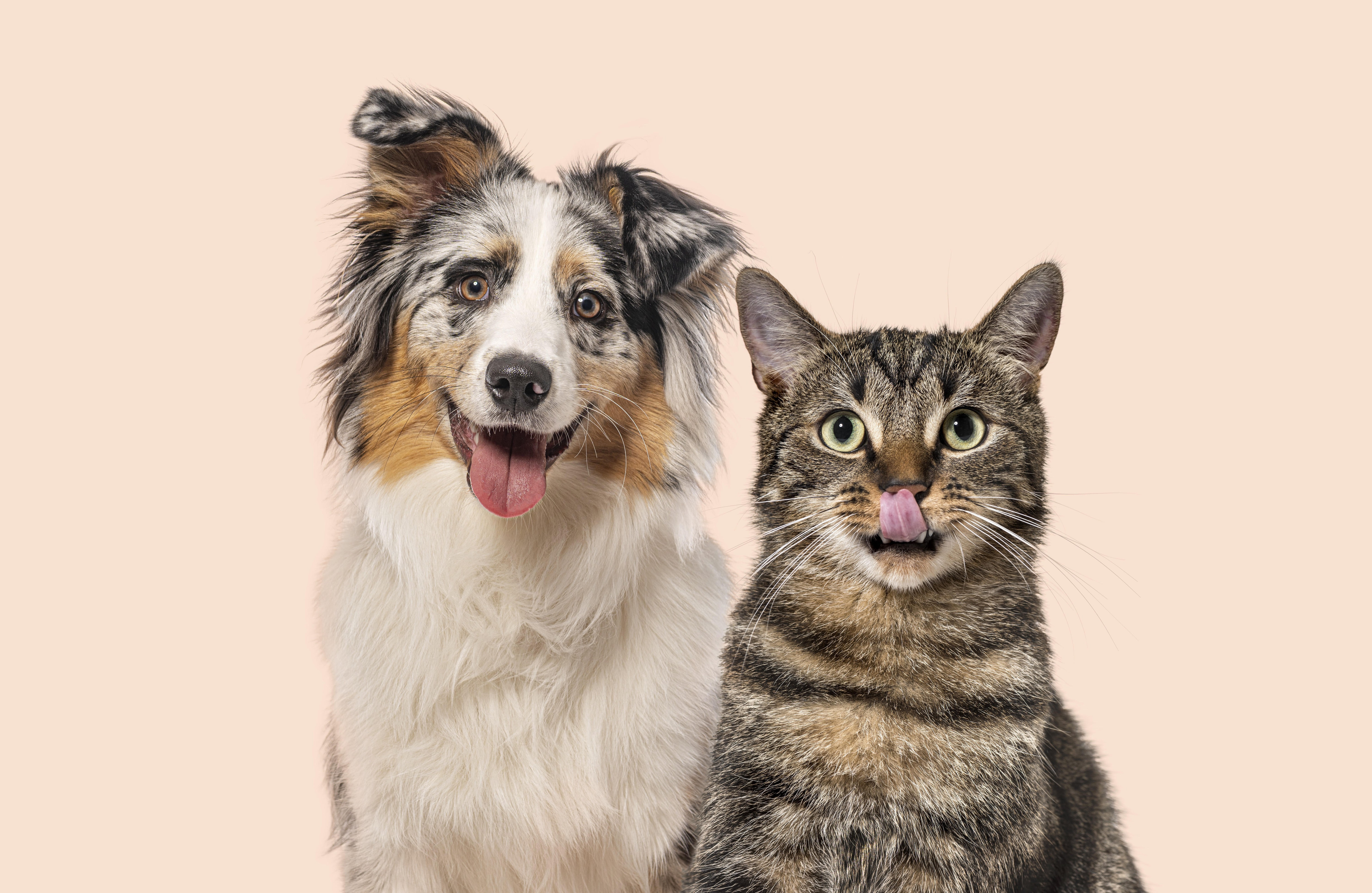 Australischer Schäferhund und Tabbykatze sitzen Seite an Seite mit fröhlichen und verspielten Gesichtsausdrücken.