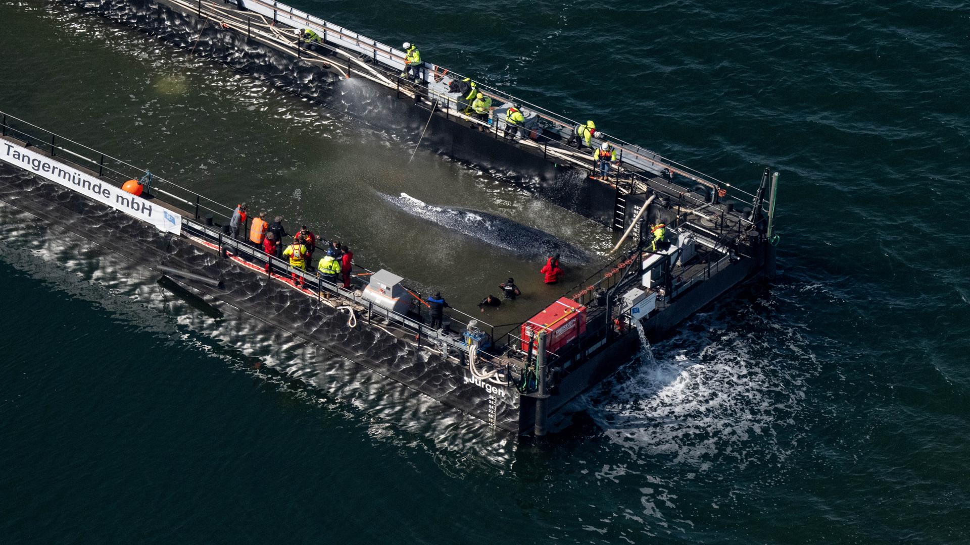 Der in der Ostsee gestrandete Buckelwal in dem für seinen Transport vorgesehenen Lastkahn. 