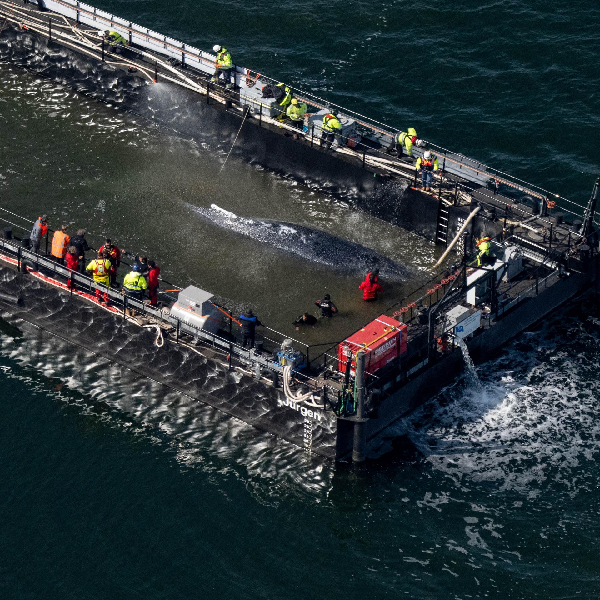 Der in der Ostsee gestrandete Buckelwal in dem für seinen Transport vorgesehenen Lastkahn.