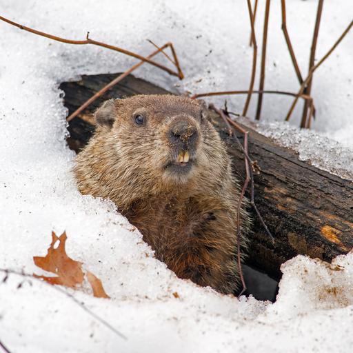Ei Murmeltier schaut aus seiner verschneiten Höhle