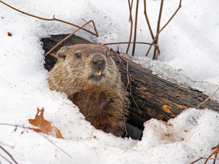 Ei Murmeltier schaut aus seiner verschneiten Höhle