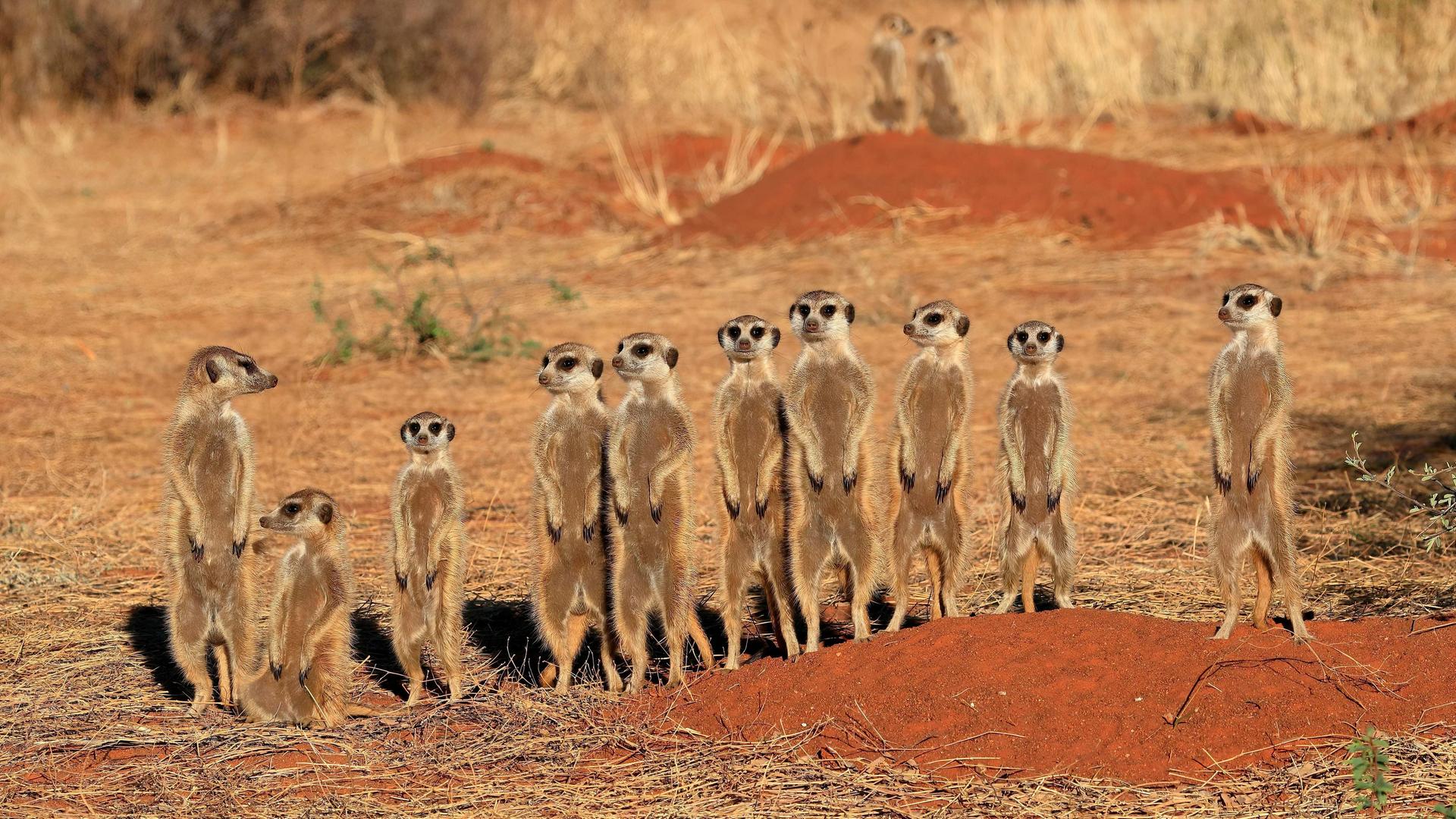 Eine Gruppe Erdmännchen (Suricata suricatta), stehen aufrecht wachsam auf Wachposten am Bau.