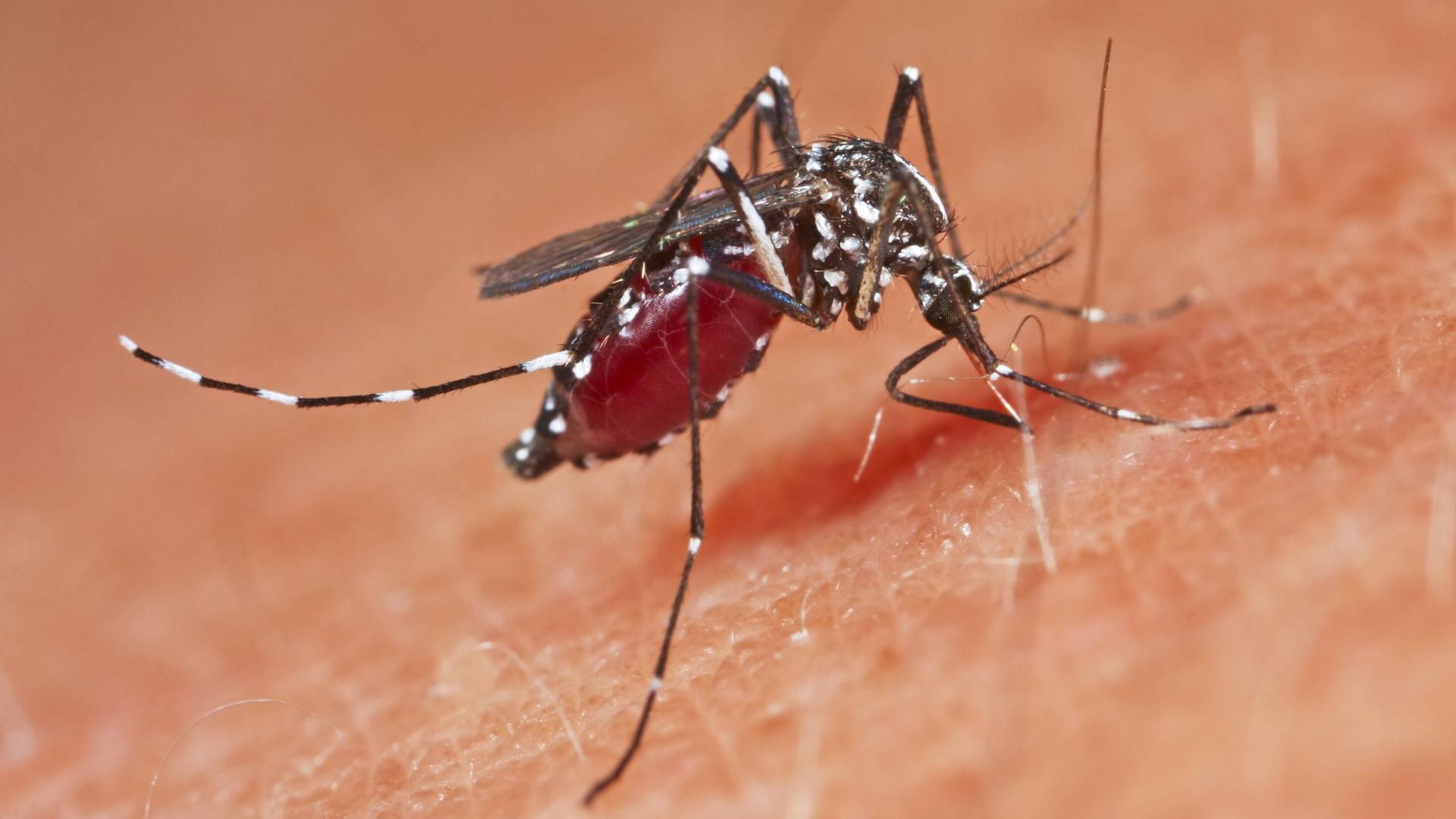 Lateinamerika und Karibik - UNO-Organisation warnt vor vielen Dengue-Erkrankungen