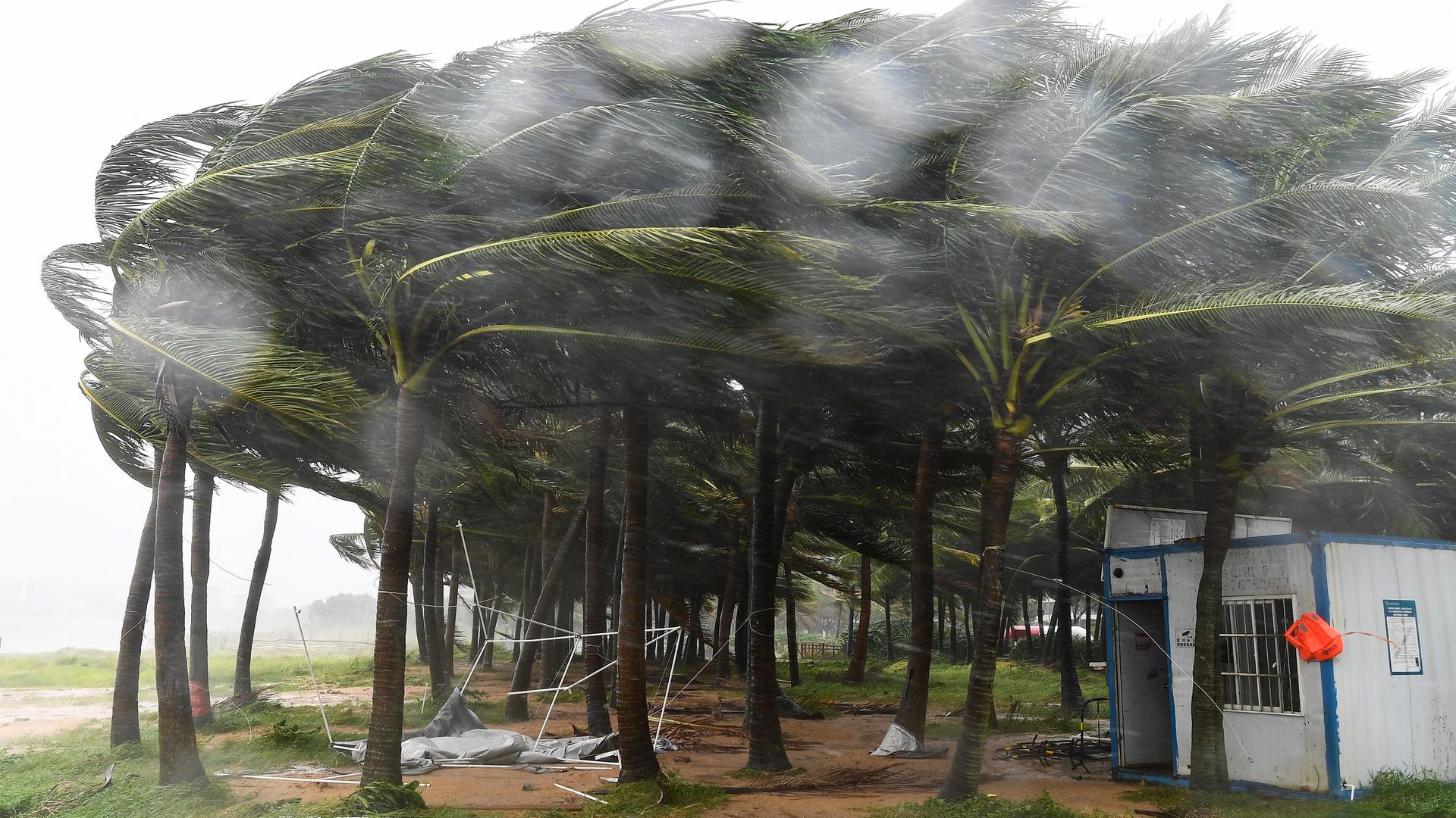 Kokosnussbäume in der chinesischen Provinz Hainan beugen sich im Sturm