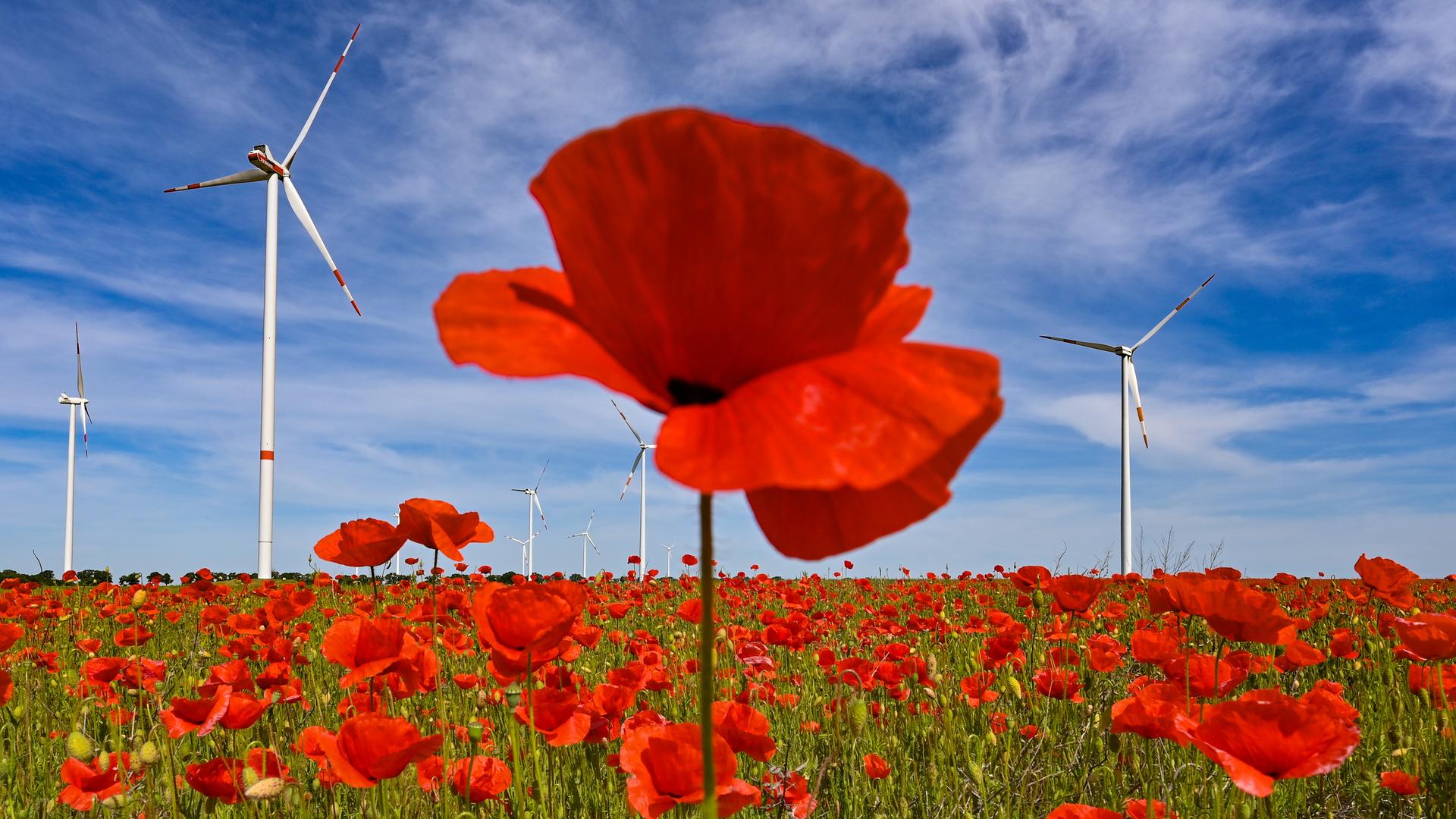 Symbolbild: Leuchtend rot blühen Klatschmohnblumen auf einem Feld am Rande eines Windenergieparks im Landkreis Oder-Spree.