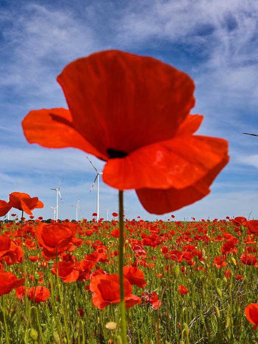 Symbolbild: Leuchtend rot blühen Klatschmohnblumen auf einem Feld am Rande eines Windenergieparks im Landkreis Oder-Spree.