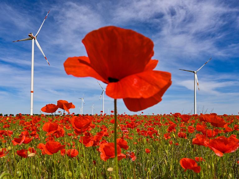 Symbolbild: Leuchtend rot blühen Klatschmohnblumen auf einem Feld am Rande eines Windenergieparks im Landkreis Oder-Spree.