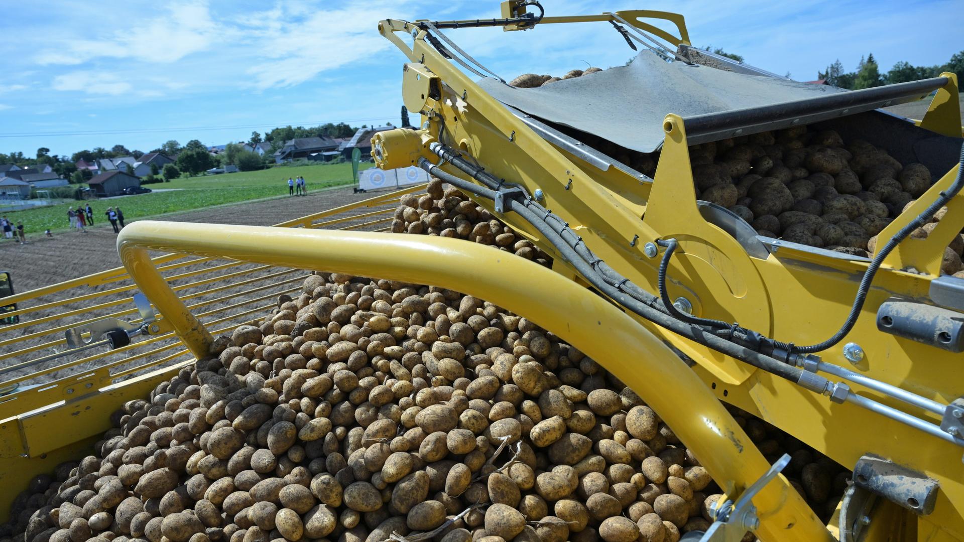 Viele Kartoffeln liegen auf einem Ernte-Gerät