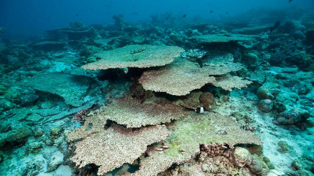 Das Foto zeigt Korallen vor den Malediven. Sie haben ihre Farbe verloren und sind ganz hell. 