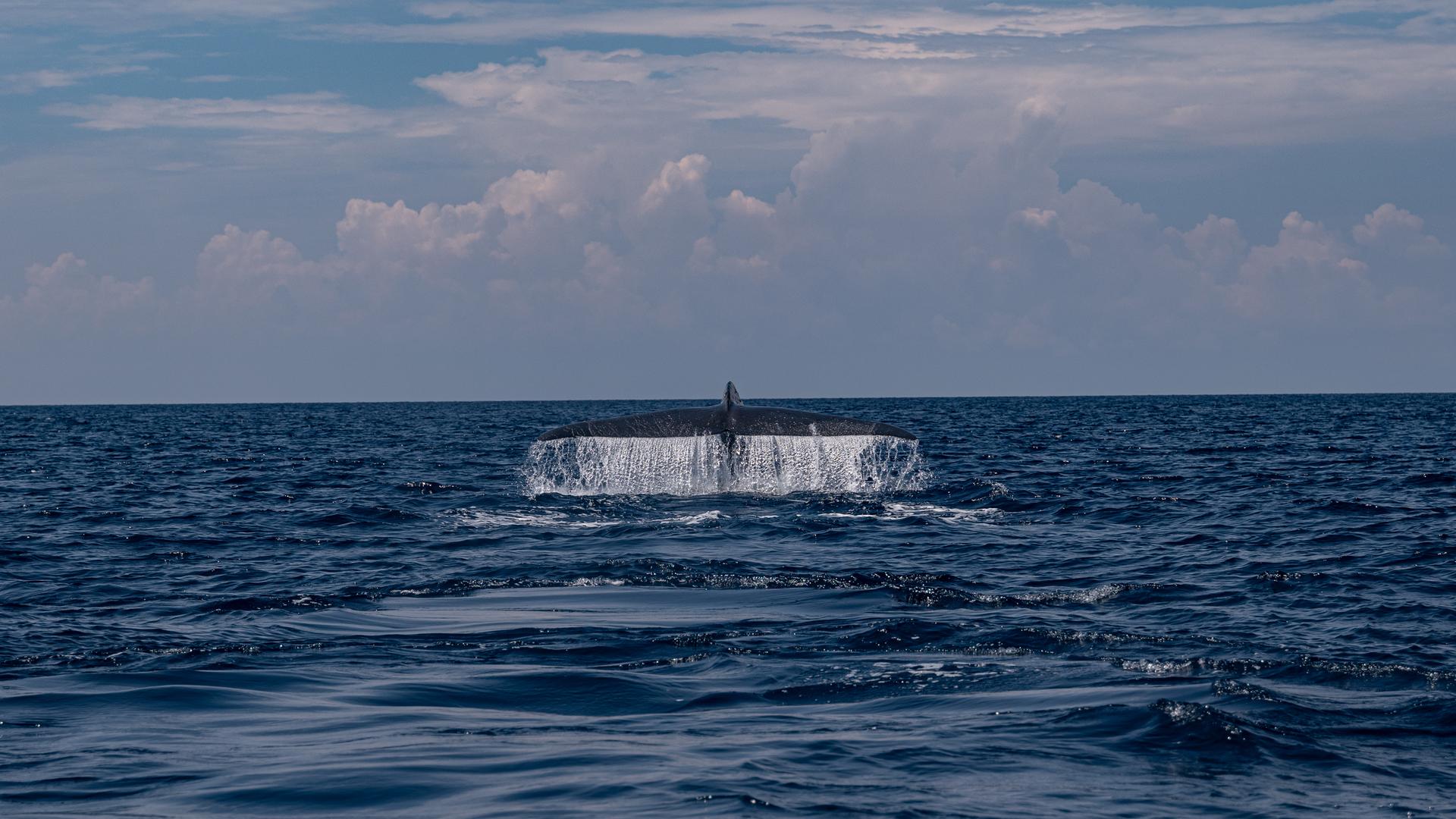 Eine Blauwalfluke im Ozean, Wasser spritzt von der Flosse herunter.