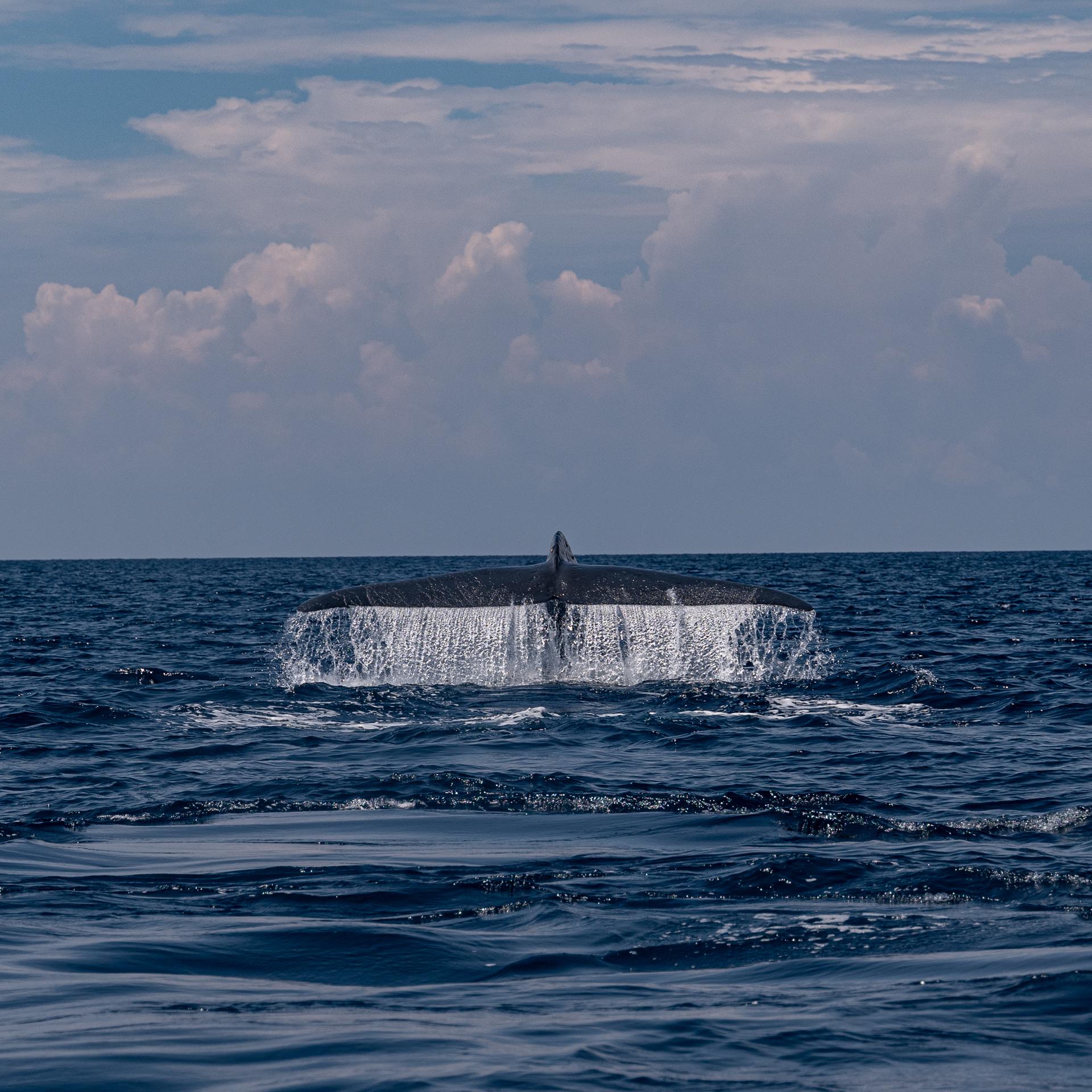 Osttimor - Ein besonderes Rendevouz mit einem Pottwal