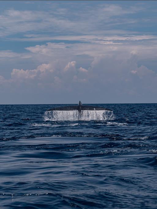 Eine Blauwalfluke im Ozean, Wasser spritzt von der Flosse herunter.