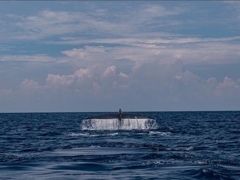 Eine Blauwalfluke im Ozean, Wasser spritzt von der Flosse herunter.