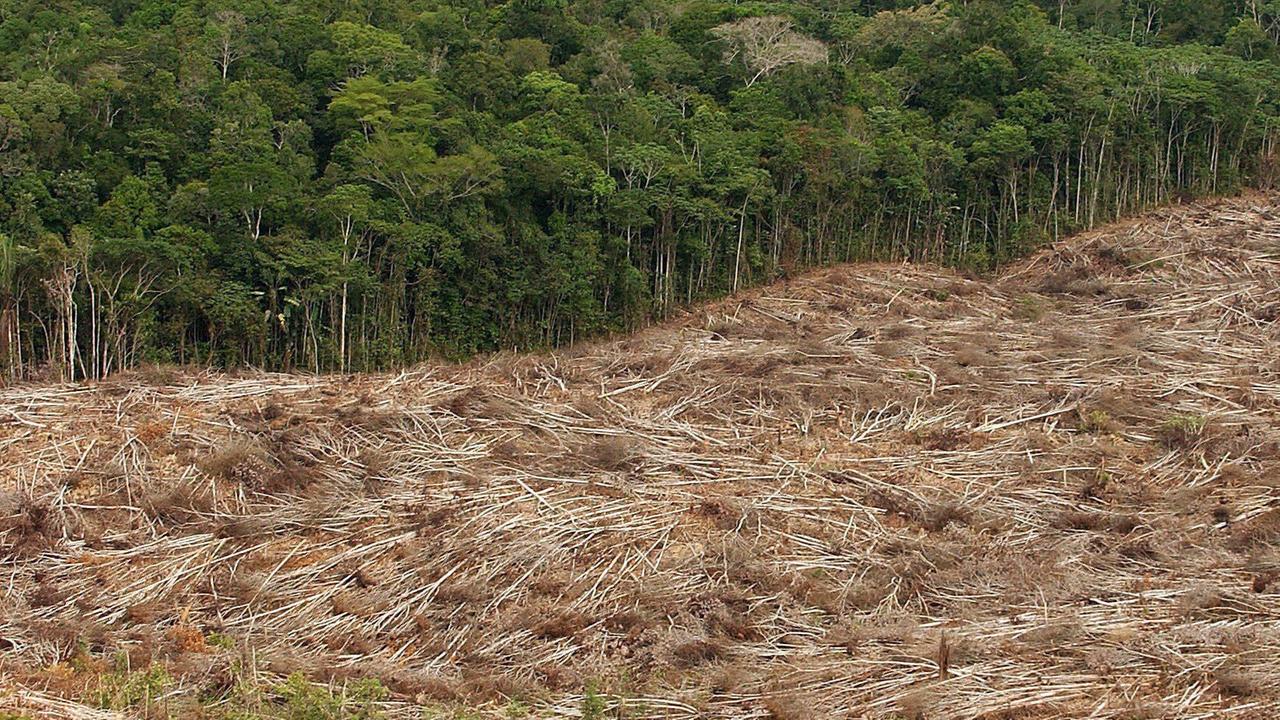 ARCHIV - Das undatierte Archivfoto zeigt die Abholzung des Regenwalds im Amazonasgebiet in Brasilien.