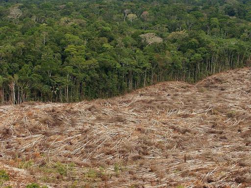 ARCHIV - Das undatierte Archivfoto zeigt die Abholzung des Regenwalds im Amazonasgebiet in Brasilien. 