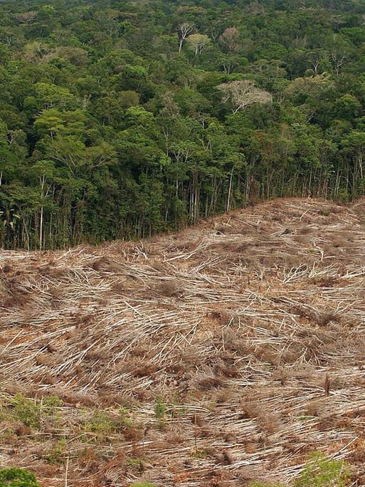 ARCHIV - Das undatierte Archivfoto zeigt die Abholzung des Regenwalds im Amazonasgebiet in Brasilien. 