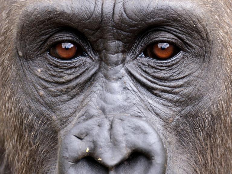 Ein tiefer Blick in die Augen eines westlichen Flachlandgorillas