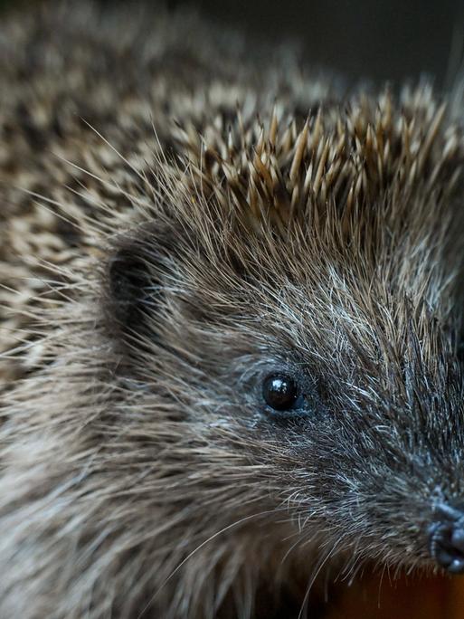Igel, Wildtier, Waldbewohner 