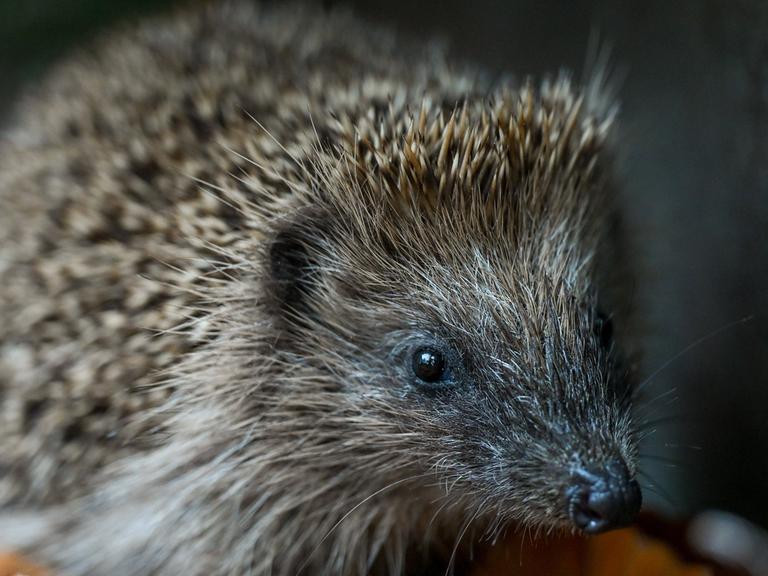 Igel, Wildtier, Waldbewohner 