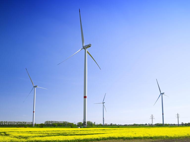 Windräder und Raps-Felder vor blauem Himmel