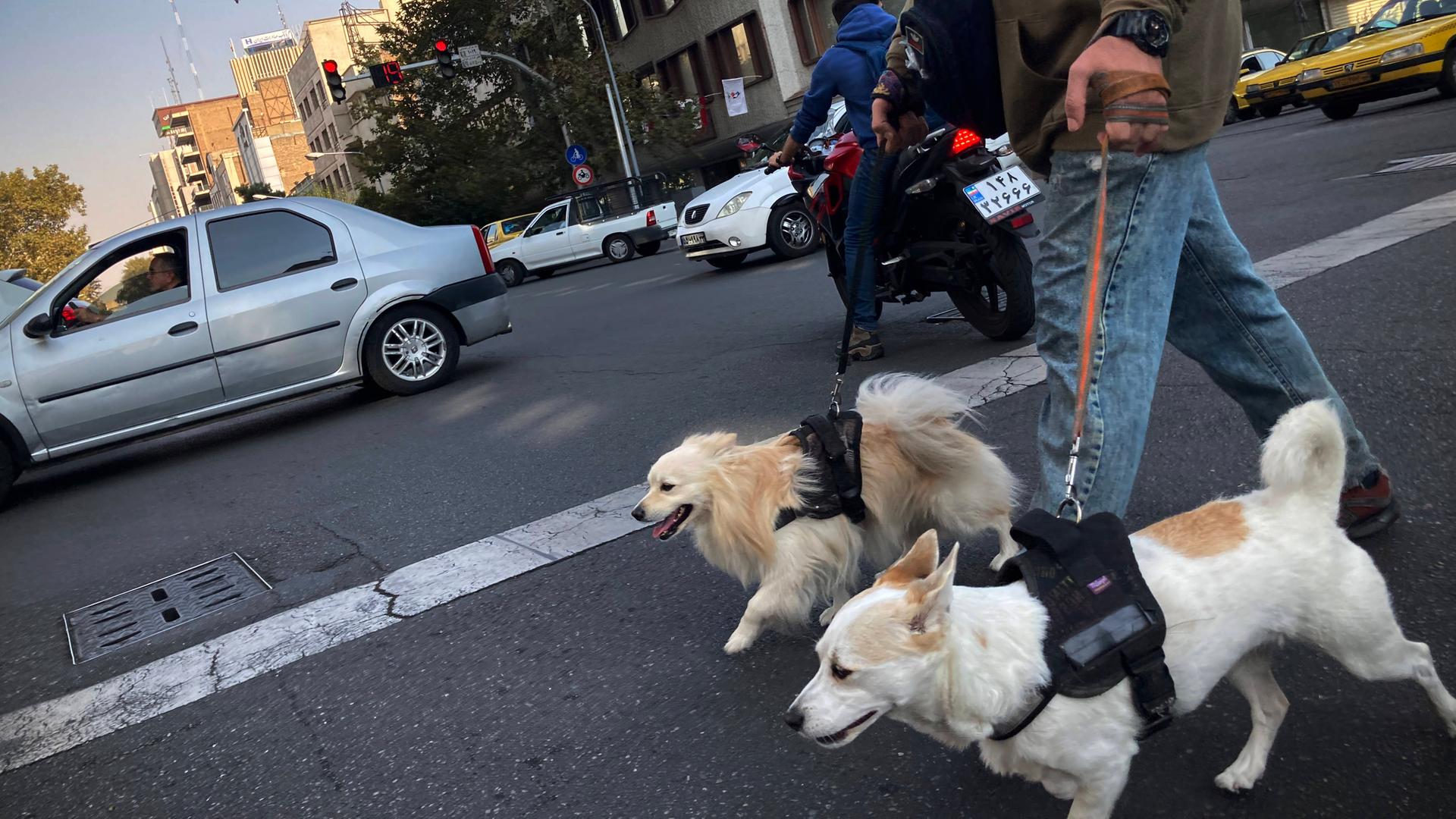 Zwei Hunde in Teheran werden beim Gassigehen an der Leine geführt. 