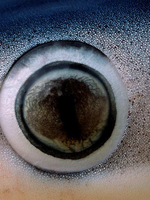 Das Auge eines Haies in Nahaufnahme.