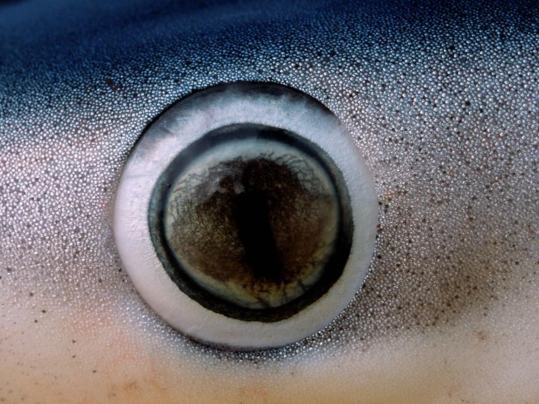 Das Auge eines Haies in Nahaufnahme.