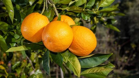 Vier Orangen hängen nah beieinander an einem Ast eines Orangenbaumes.