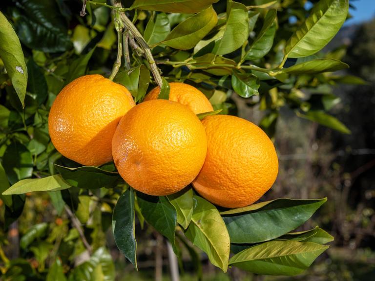 Vier Orangen hängen nah beieinander an einem Ast eines Orangenbaumes.