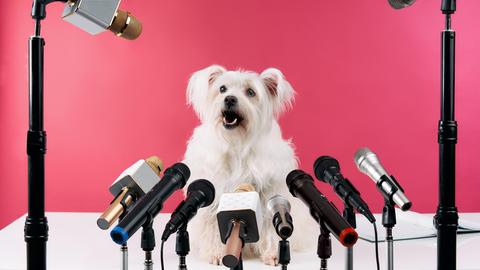 Ein kleiner weißer flauschigen Hund hält eine Pressekonferenz, er hat verschiedenen Mikrofonen vor sich stehen. 