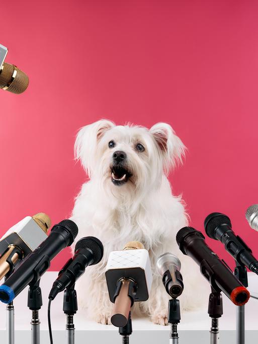 Ein kleiner weißer flauschigen Hund hält eine Pressekonferenz, er hat verschiedenen Mikrofonen vor sich stehen. 