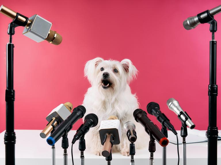 Ein kleiner weißer flauschigen Hund hält eine Pressekonferenz, er hat verschiedenen Mikrofonen vor sich stehen. 