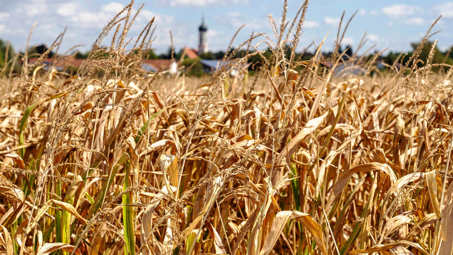 Ein Maisfeld zeigt deutliche Spuren von Trockenheit und Hitze, zahlreiche Blätter der Maispflanzen sind braun verfärbt. Im Hintergrund sind man unscharf ein Dorf mit einem Kirchturm.