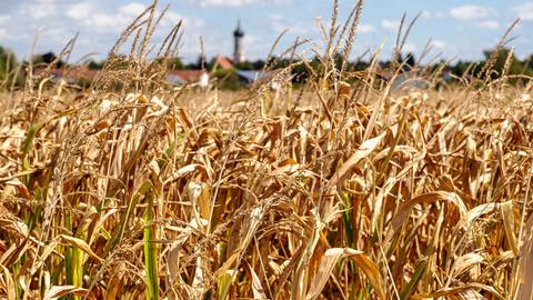 Ein Maisfeld zeigt deutliche Spuren von Trockenheit und Hitze, zahlreiche Blätter der Maispflanzen sind braun verfärbt. Im Hintergrund sind man unscharf ein Dorf mit einem Kirchturm.