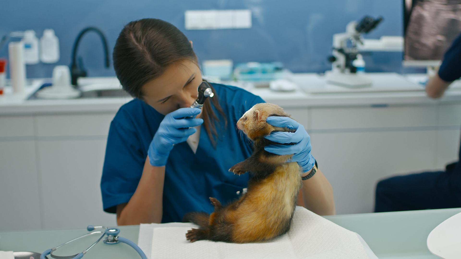 In speziellen Kliniken gibt es auch beste Versorgung für Wildtiere, hier sehen wir eine Tierärztin, die ein Frettchen untersucht. In speziellen Kliniken gibt es auch beste Versorgung für Wildtiere, hier sehen wir eine Tierärztin, die ein Frettchen untersucht.