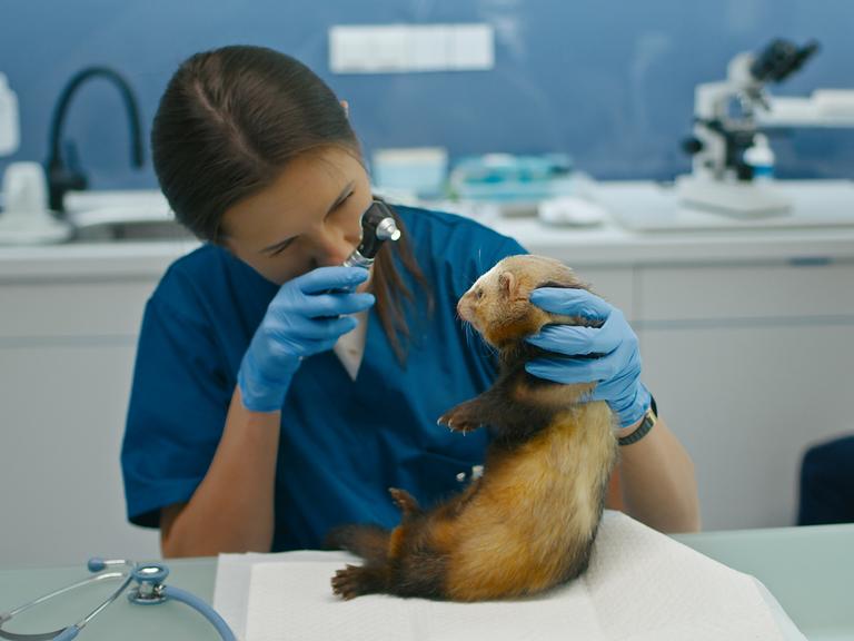 In speziellen Kliniken gibt es auch beste Versorgung für Wildtiere, hier sehen wir eine Tierärztin, die ein Frettchen untersucht.