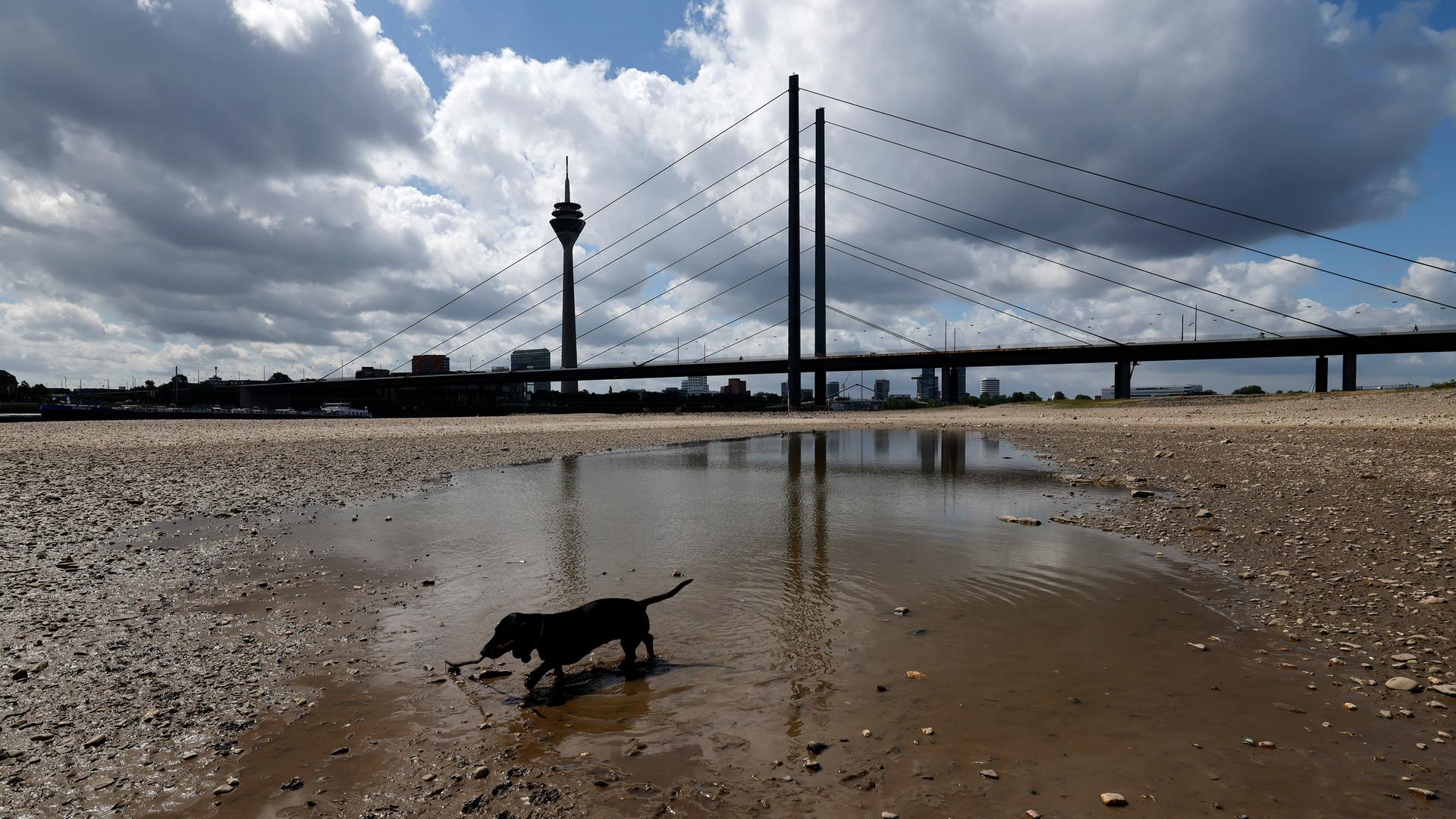 Der Rhein bei Düsseldorf bei Niedrigwasser. Aufgrund der anhaltenden Trockenheit liegt das Flussbett an vielen Stellen trocken. Ein Hund spielt im Wasser. (Themenbild, Symbolbild) Düsseldorf, 22.05.2025