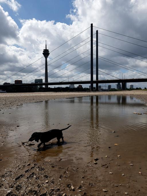 Der Rhein bei Düsseldorf bei Niedrigwasser. Aufgrund der anhaltenden Trockenheit liegt das Flussbett an vielen Stellen trocken. Ein Hund spielt im Wasser. (Themenbild, Symbolbild) Düsseldorf, 22.05.2025