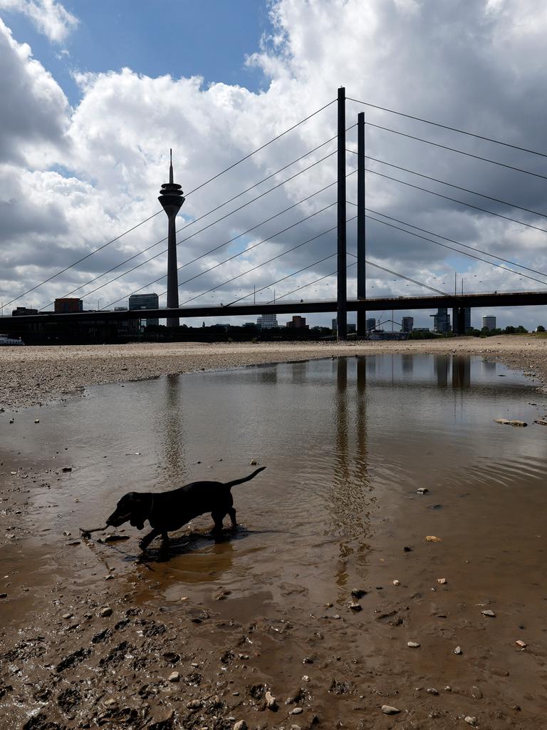 Der Rhein bei Düsseldorf bei Niedrigwasser. Aufgrund der anhaltenden Trockenheit liegt das Flussbett an vielen Stellen trocken. Ein Hund spielt im Wasser. (Themenbild, Symbolbild) Düsseldorf, 22.05.2025