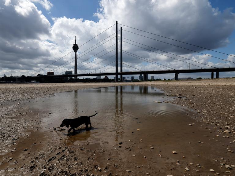 Der Rhein bei Düsseldorf bei Niedrigwasser. Aufgrund der anhaltenden Trockenheit liegt das Flussbett an vielen Stellen trocken. Ein Hund spielt im Wasser. (Themenbild, Symbolbild) Düsseldorf, 22.05.2025