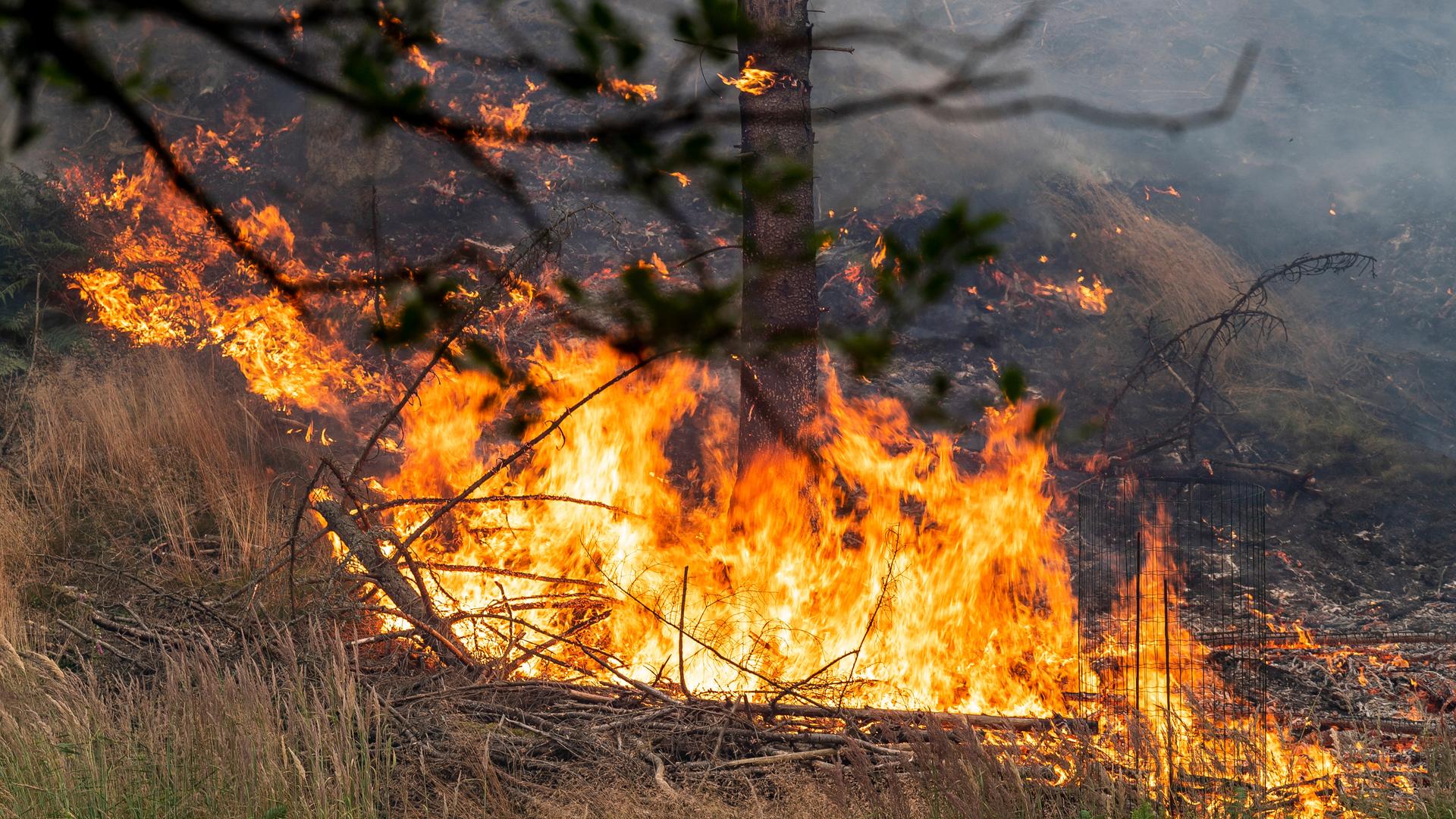 Feuer flackert im Wald in der Tschechischen Schweiz.