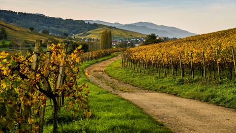 Herbstlich verfärbte Weinberge im badischen Weindorf Pfaffenweiler.