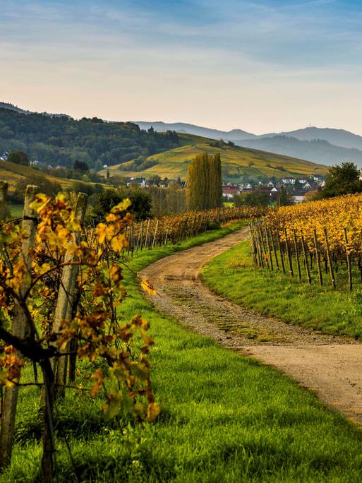 Herbstlich verfärbte Weinberge im badischen Weindorf Pfaffenweiler.