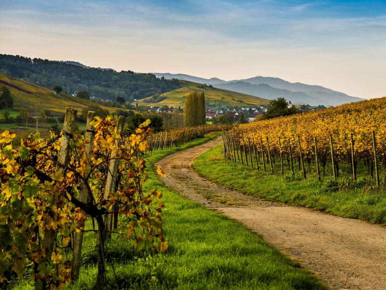 Herbstlich verfärbte Weinberge im badischen Weindorf Pfaffenweiler.