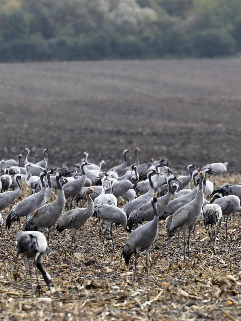 Kraniche rasten auf einem Acker. Sie kommen aus Skandinavien und dem Baltikum und legen im Herbst auf ihrem alljährlichen Weg in Richtung Süden in Mecklenburg-Vorpommern einen Zwischenstopp ein.